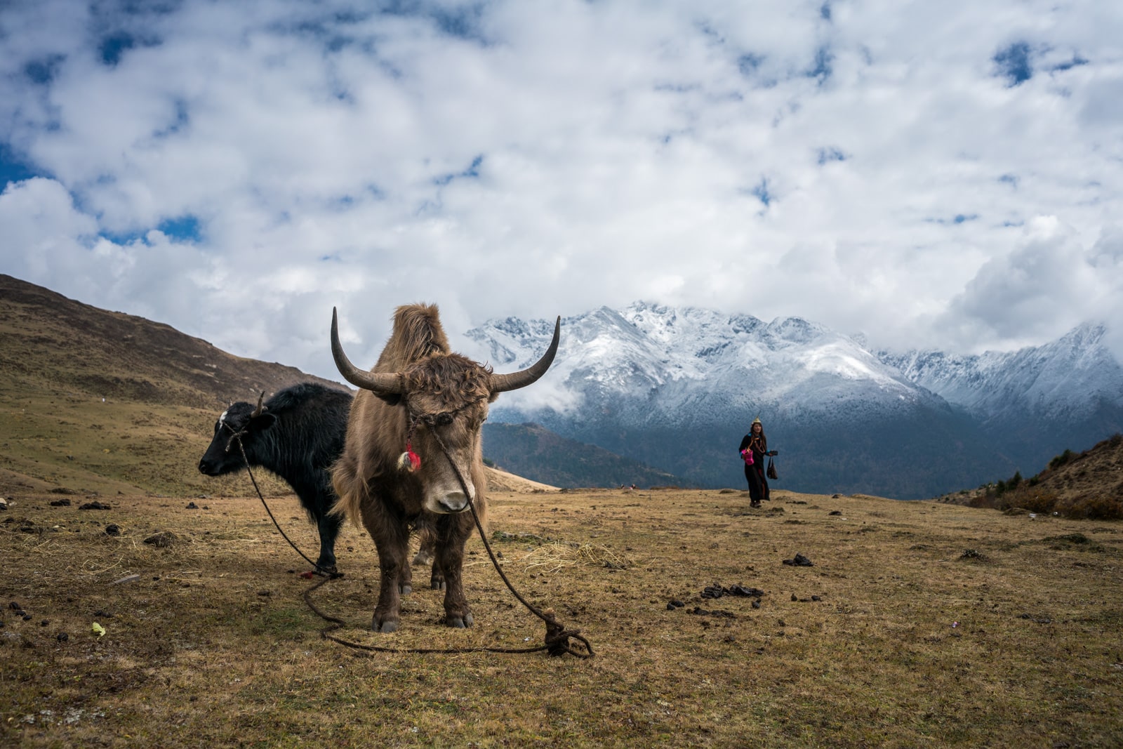 Photos of the Royal Highlander Festival in Laya, Bhutan - Yaks tied to a post at the festival grounds - Lost With Purpose travel blog