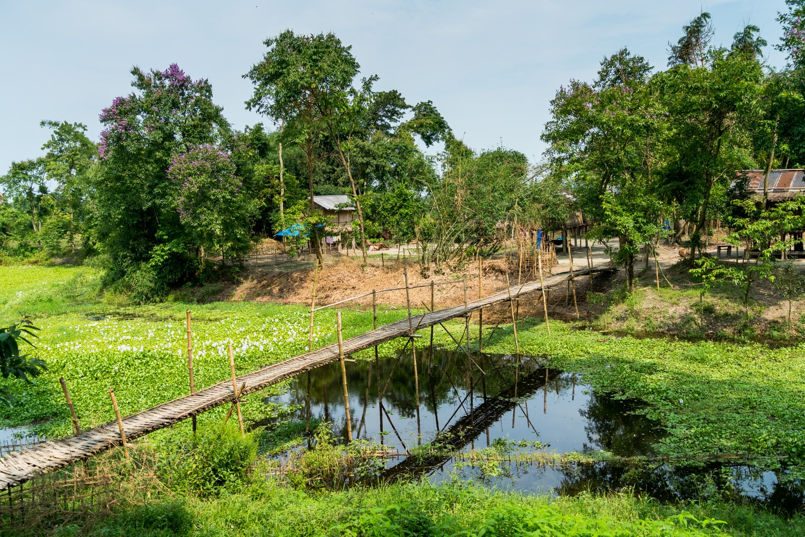 A Mishing tribe bridge and house in Majuli river island