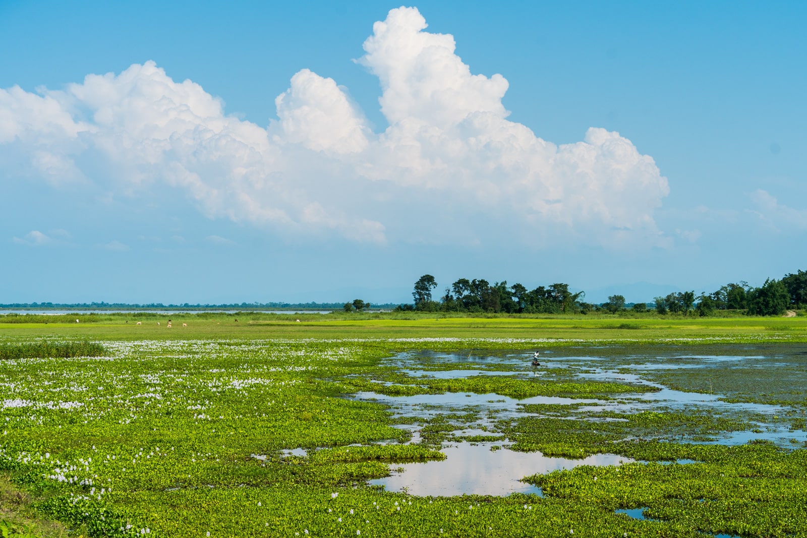 A sunny day on Majuli river island