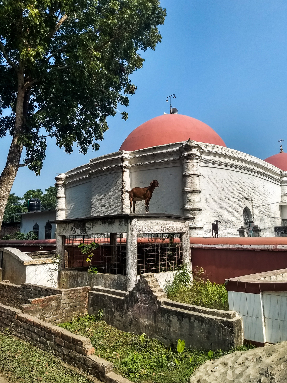 How to get from Khulna to Bagerhat by bus - Goat posing in front of tomb of Khan Jahan Ali - Lost With Purpose travel blog