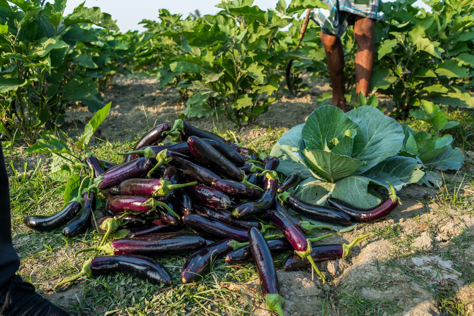 River cruise on the Brahmaputra with Assam Bengal Navigation - Eggplant aubergines in the Bangladeshi village Khirakanta - Lost With Purpose travel blog