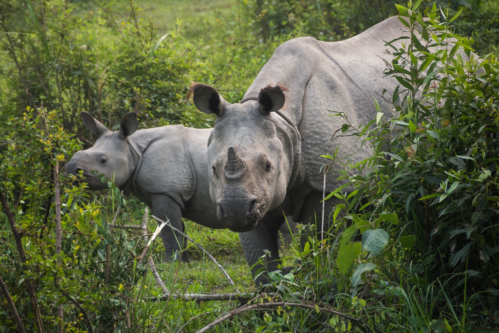 River cruise on the Brahmaputra with Assam Bengal Navigation - Mother rhino and baby in Kaziranga - Lost With Purpose travel blog