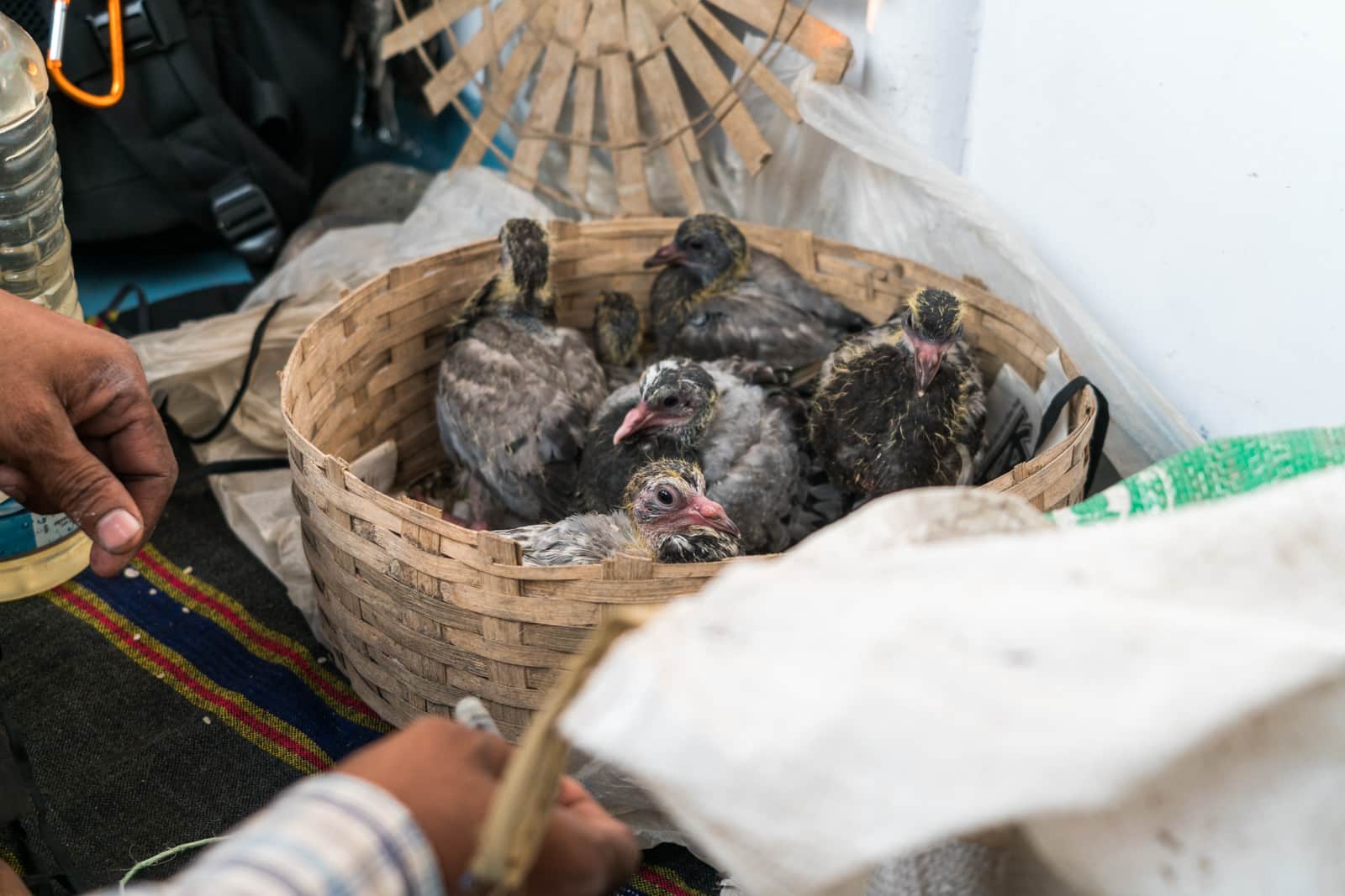 Launches from Hularhat to Dhaka, Bangladesh - Baby pigeons being fed on the boat - Lost With Purpose travel blog