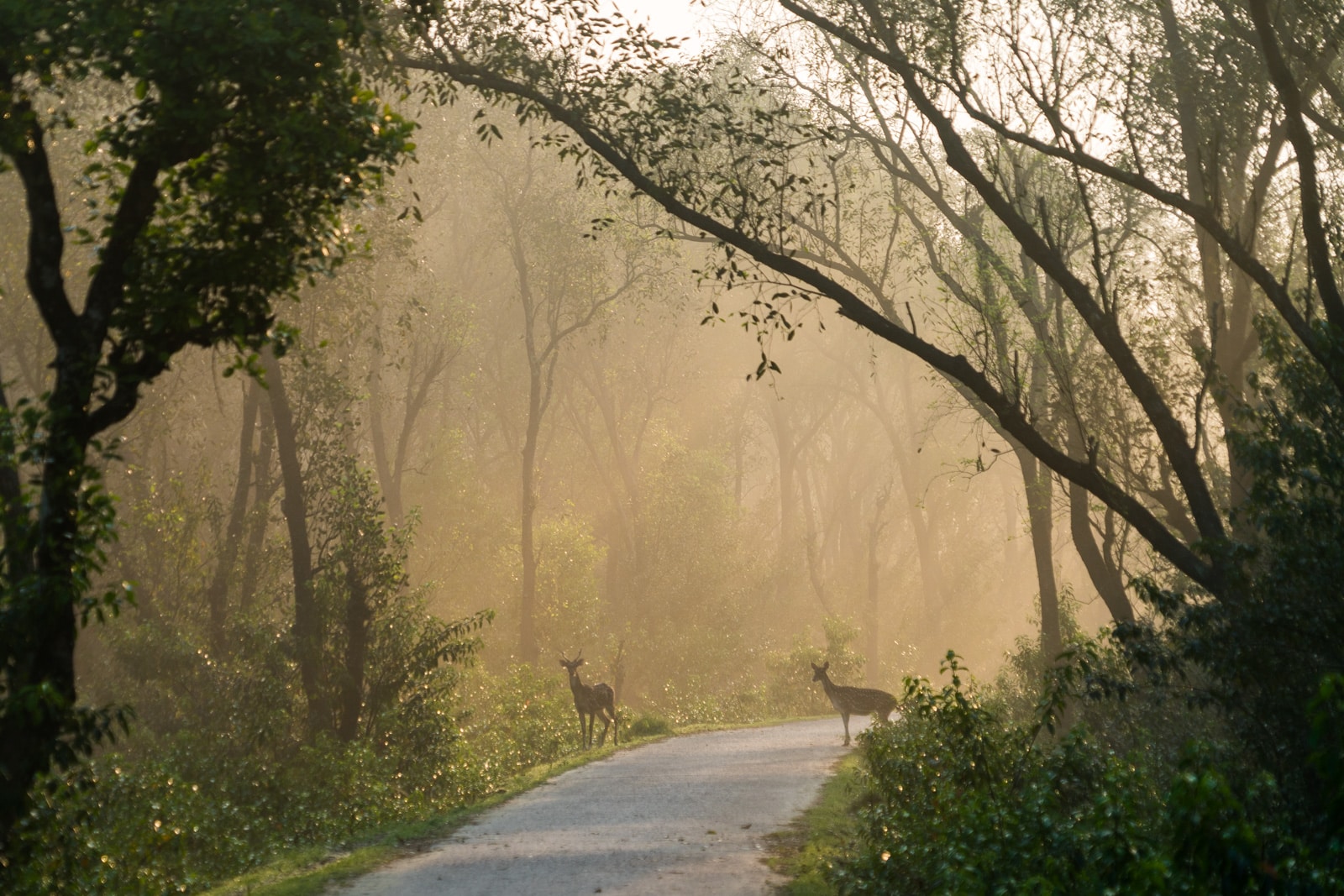 Travel guide to Nijhum Dwip, Bangladesh - Silhouettes of spotted deer crossing the road in early morning light - Lost With Purpose travel blog