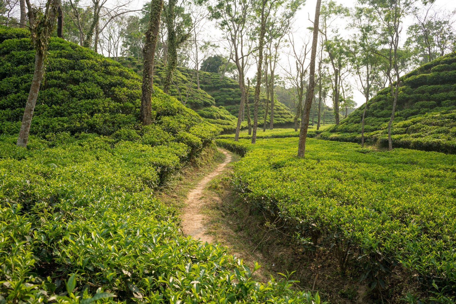 Backpacking in Bangladesh travel guide - Tea hills in Srimangal - Lost With Purpose travel blog