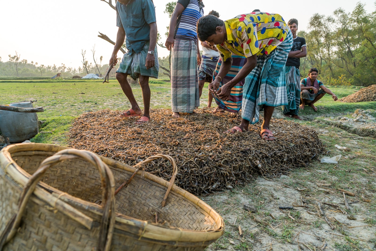 Travel guide to Nijhum Dwip, Bangladesh - Men stamping down dried fish - Lost With Purpose travel blog
