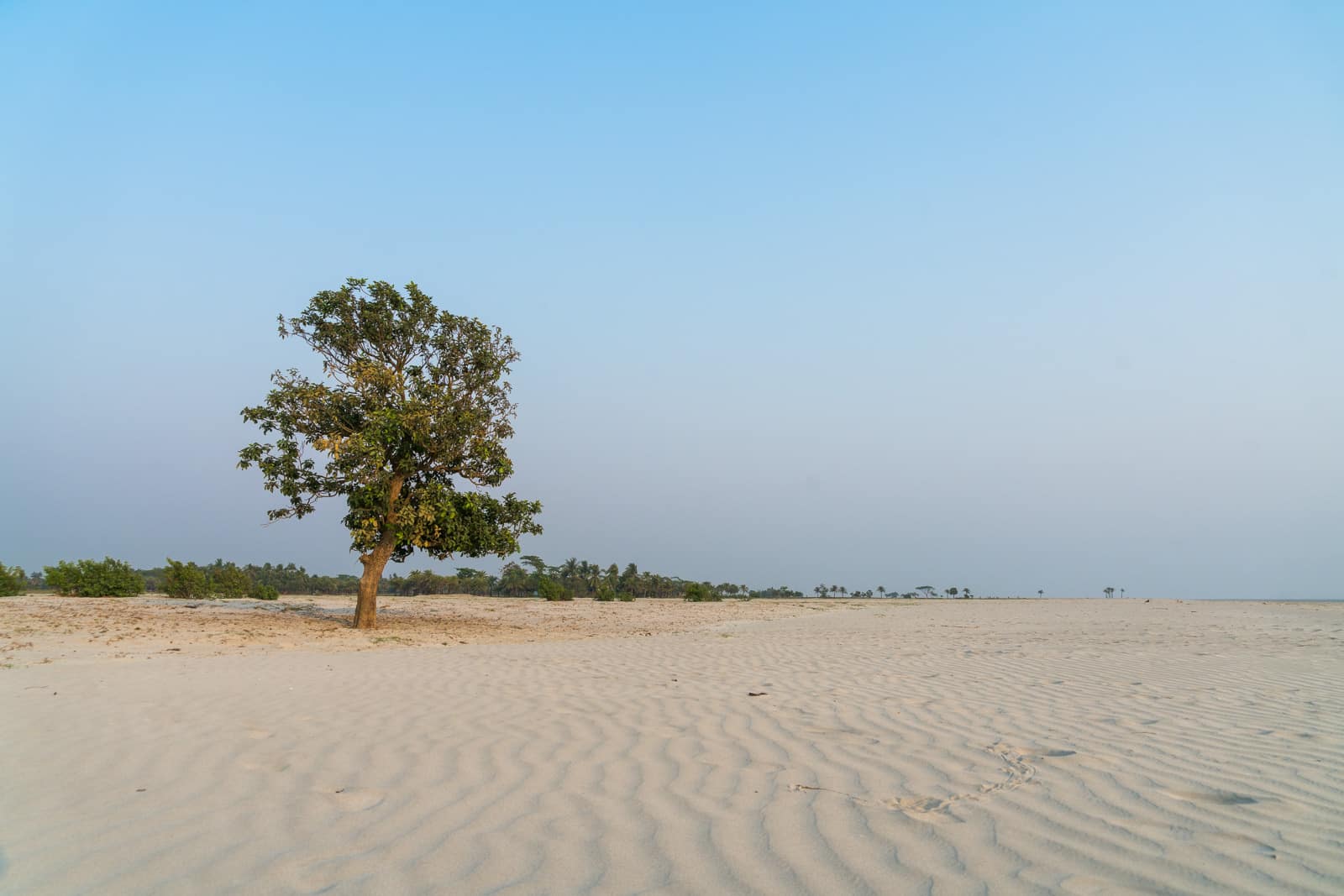 Travel guide to Nijhum Dwip, Bangladesh - Tree on Nijhum Beach - Lost With Purpose travel blog
