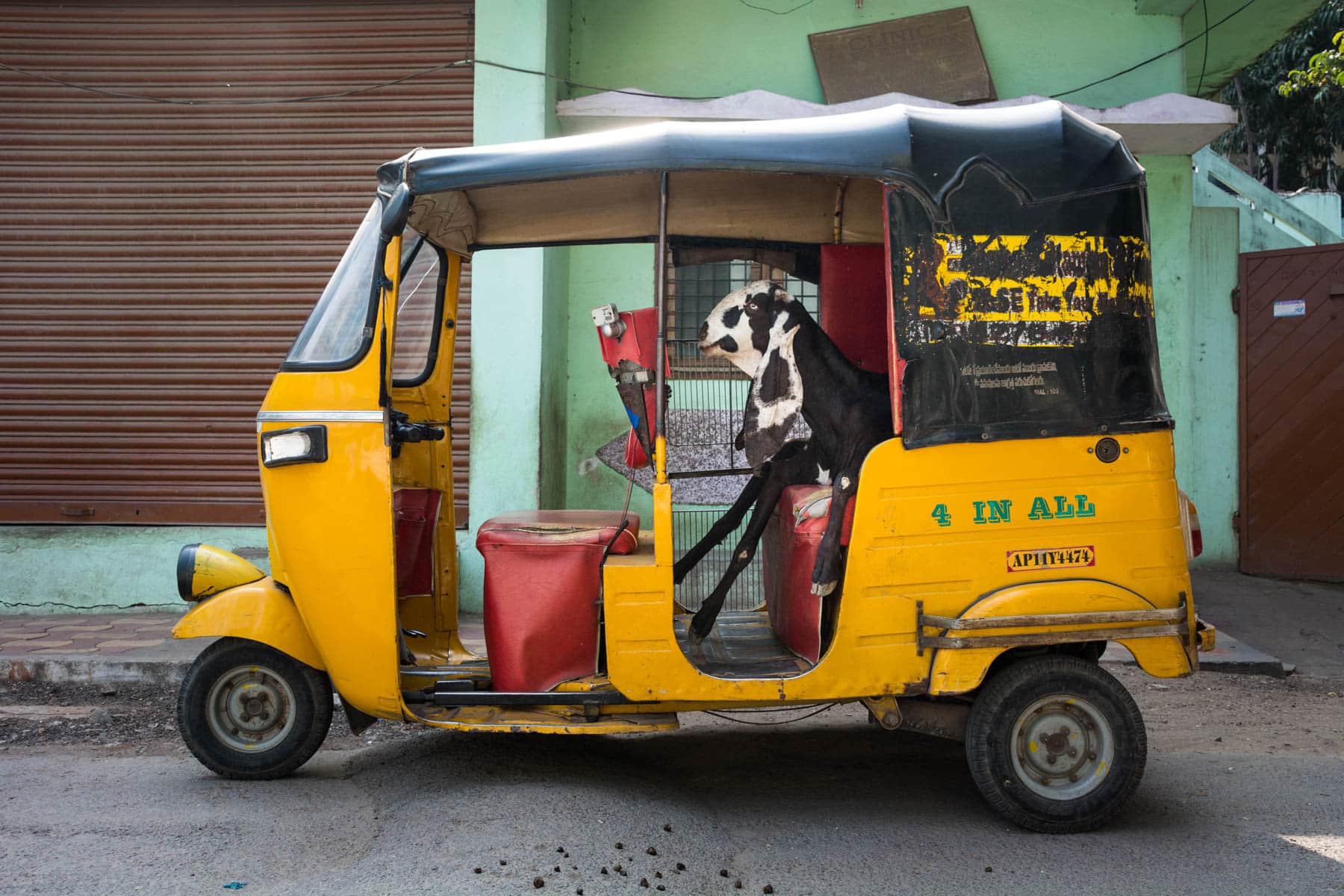 How to travel more responsibly - Goat sitting in an auto in Hyderabad, India - Lost With Purpose travel blog