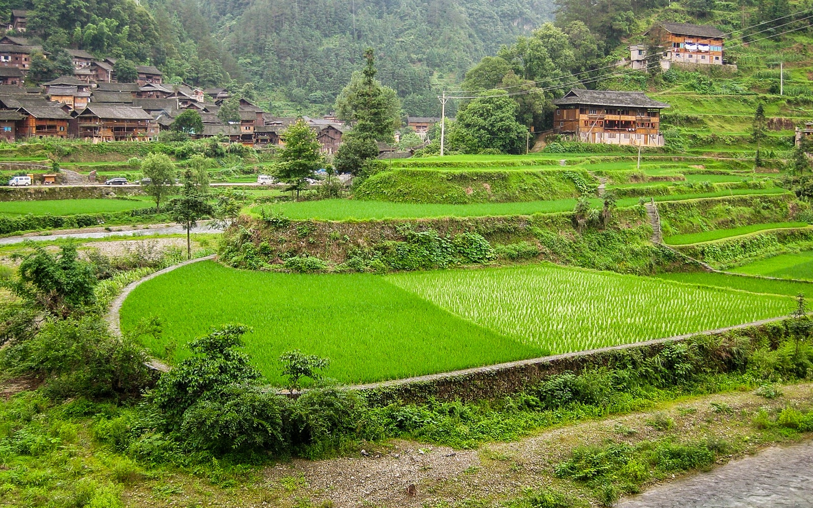 Exploring off the beaten track villages in Guizhou, China - Green rice paddies in Langde village