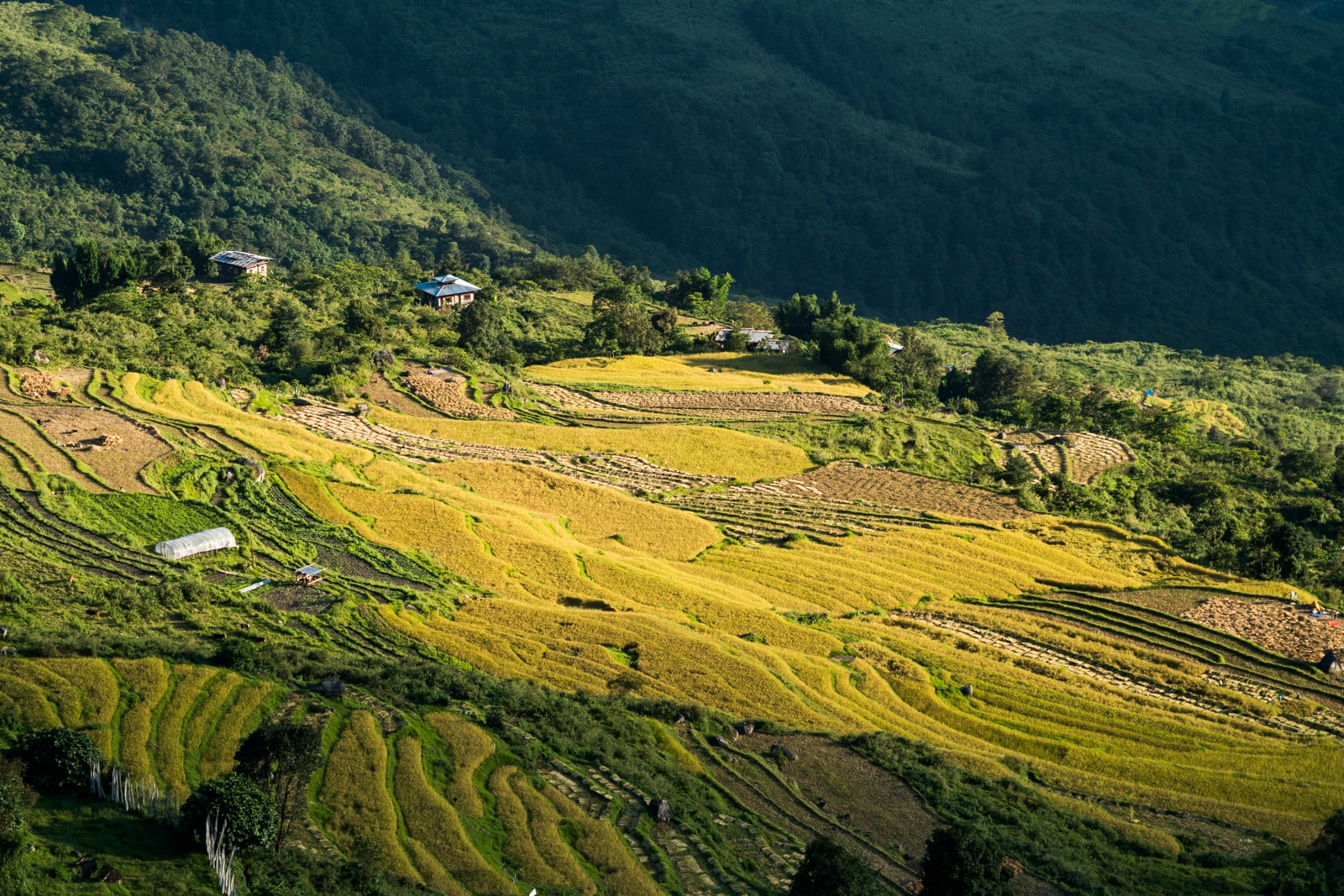 Stunning photos of Bhutan - Golden fields of rice in Kuengarabten village - Lost With Purpose travel blog