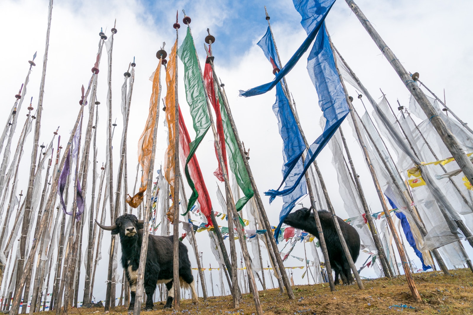 Photos of Bhutan - Prayer flags and yaks atop Chele La mountain pass - Lost With Purpose travel blog