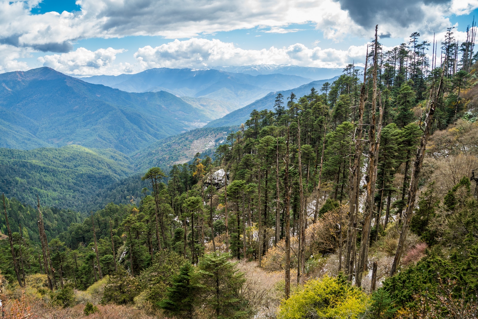 Photos of Bhutan - Trees along the Druk Path - Lost With Purpose travel blog