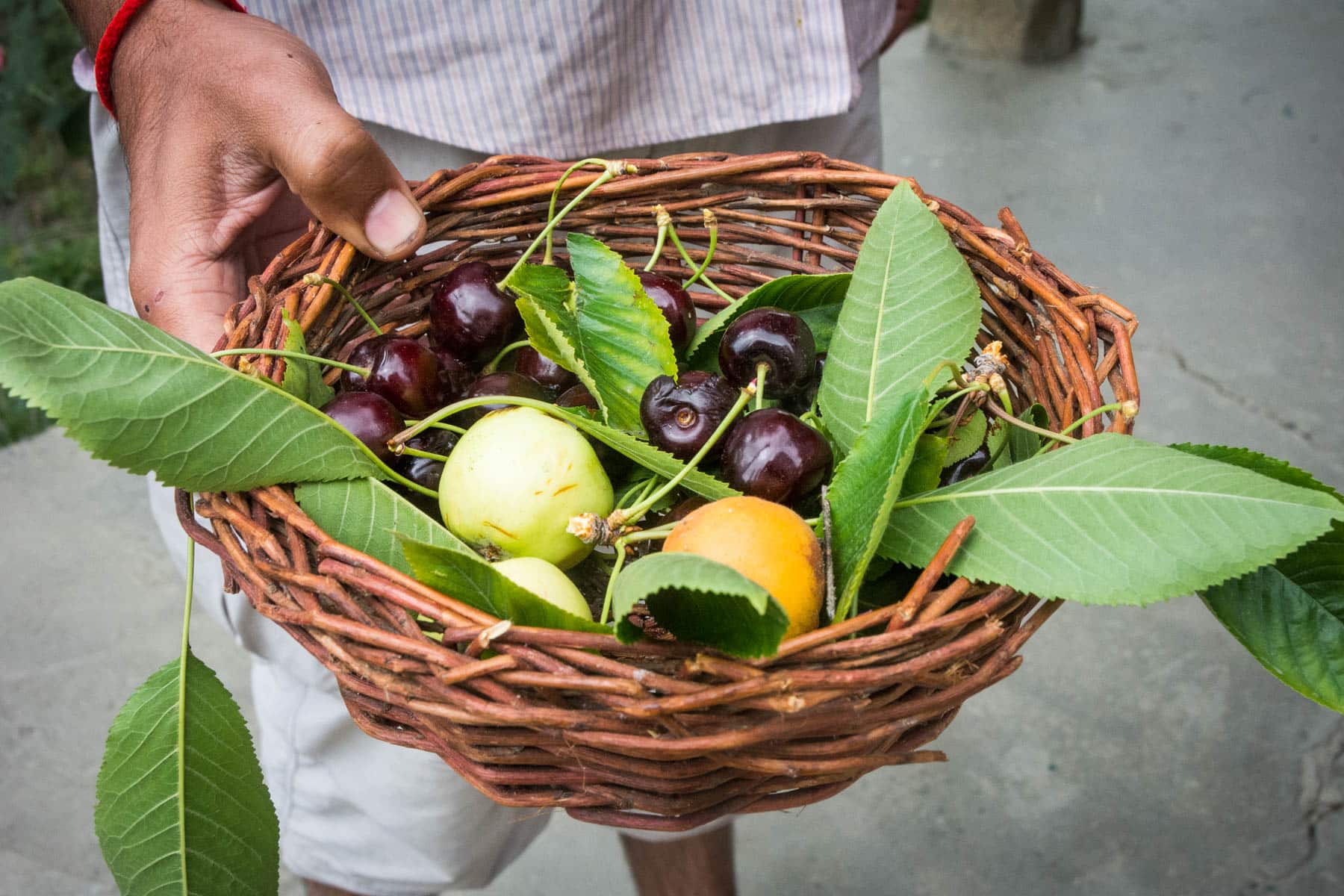 Pakistan bucket list - Fresh fruit including apricots and cherries in Hunza Valley - Lost With Purpose travel blog