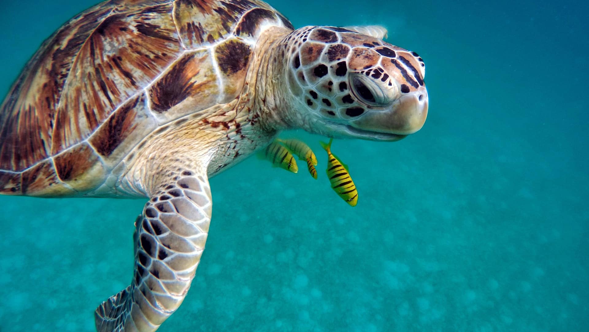Traveling Maldives on a budget - Turtle in the ocean