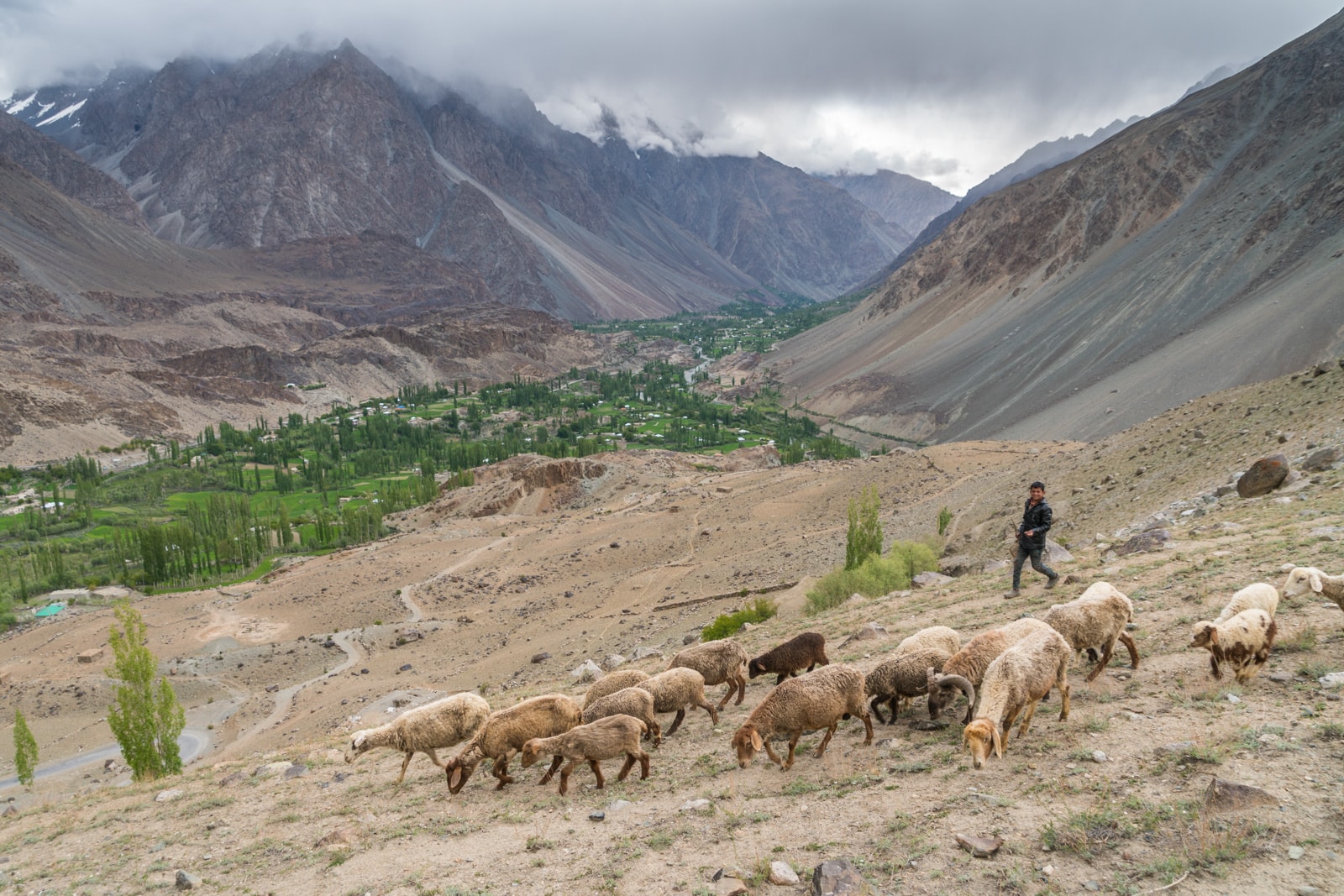 Phander Valley travel guide - Young shepherd and his flock - Lost With Purpose travel blog