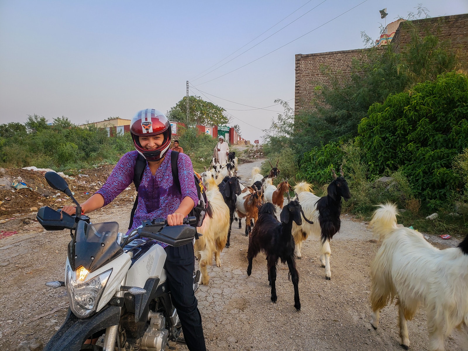 Motorbiking as a woman in Pakistan - Goats surrounding motorbike - Lost With Purpose travel blog