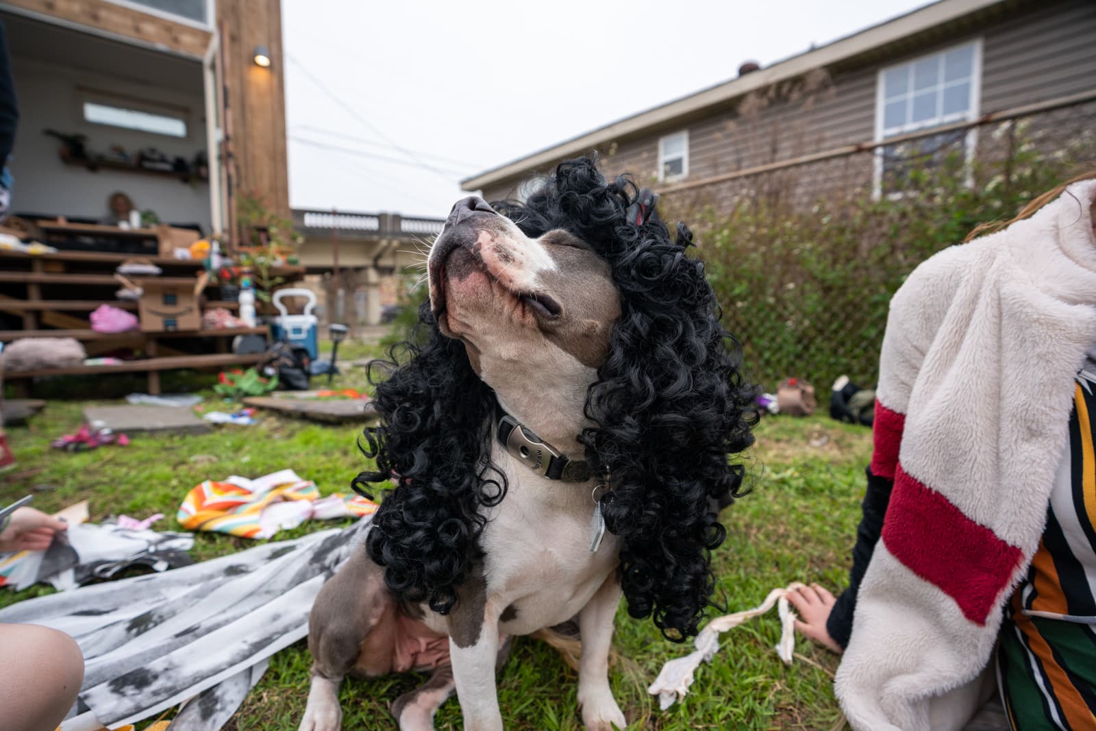 Dog in a wig in New Orleans, LA