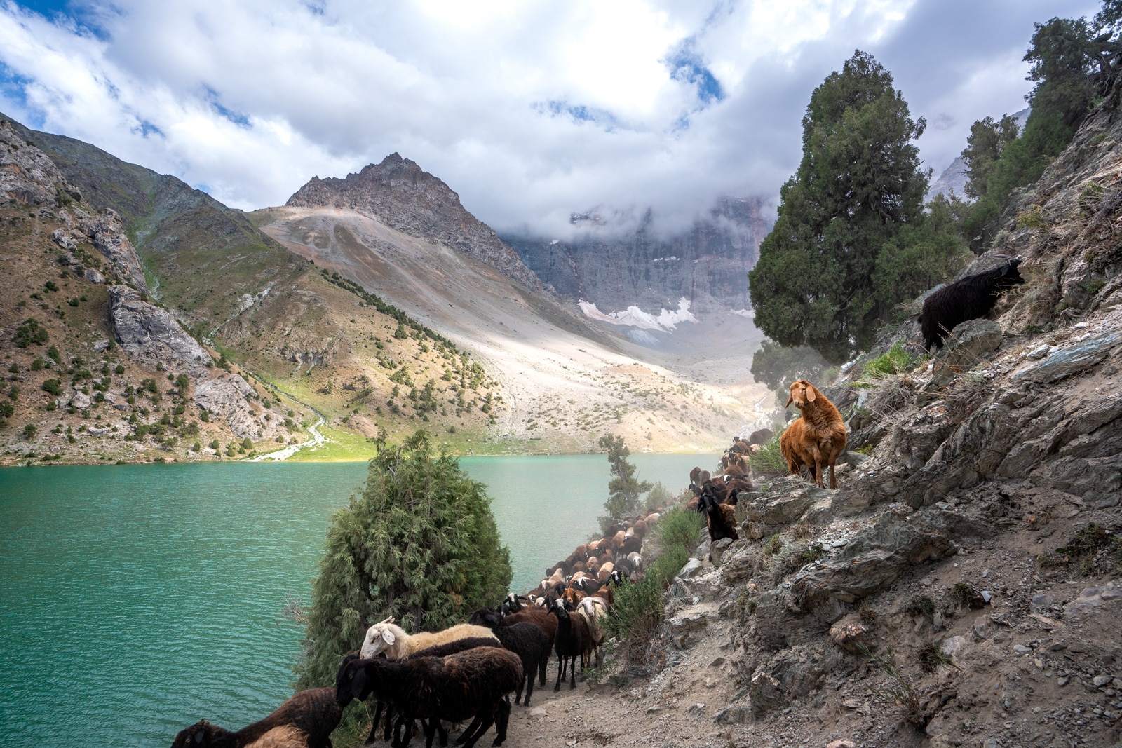 Sheep and goats walking in the Fann Mountains in Tajikistan