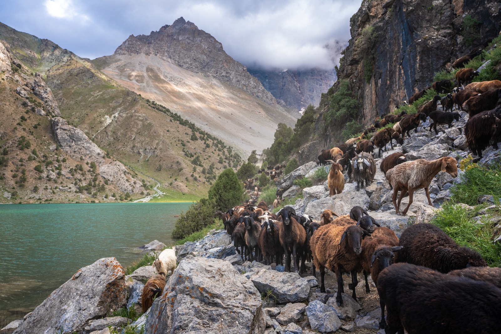 Herd of sheep and goats walking in Tajikistan's Fann Mountains