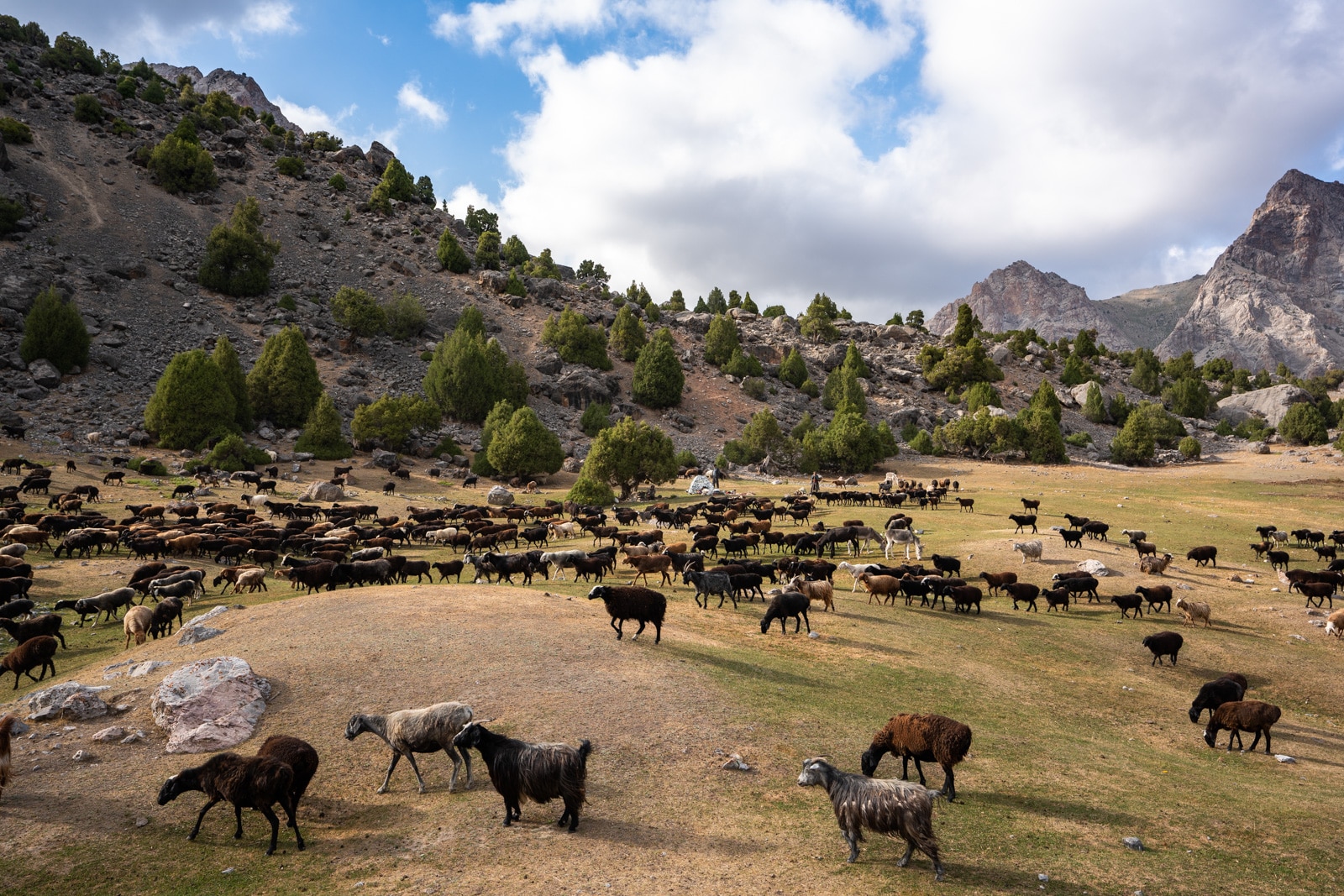 Herd of sheep and goats in Tajikistan