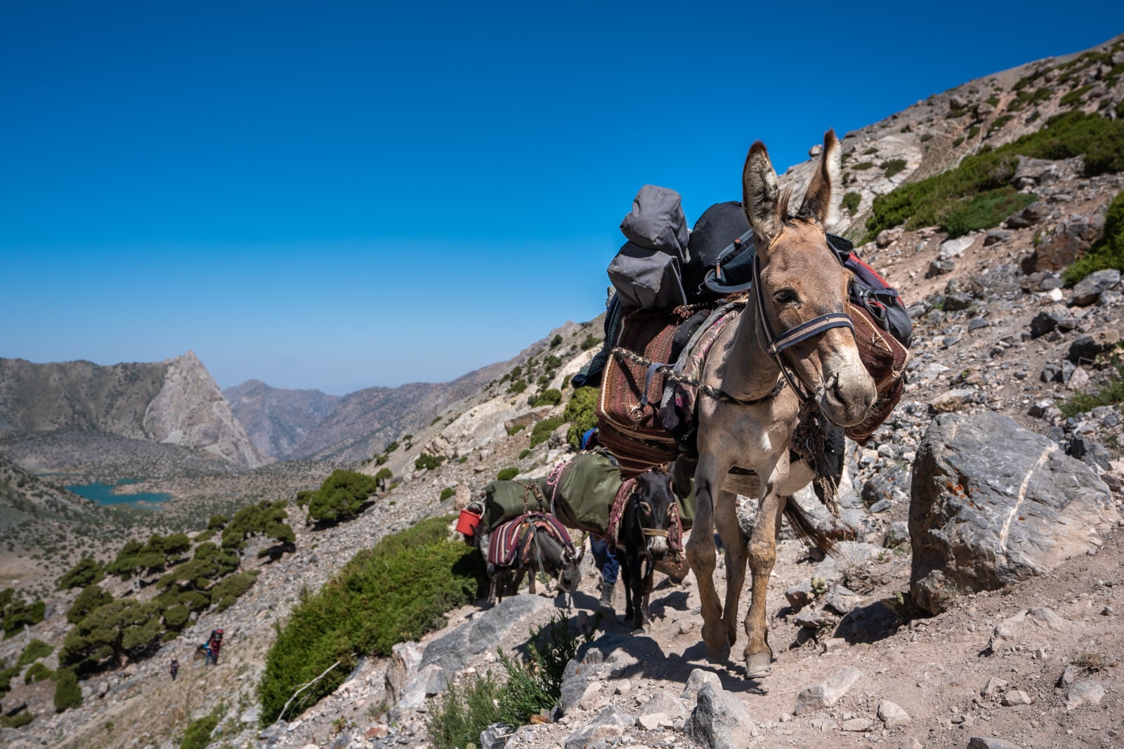 Donkeys carrying trekking gear through Western Tajikistan's Fann Mountains