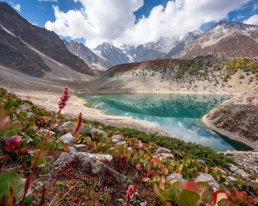 Wildflowers at Rama Lake in Astore, Pakistan