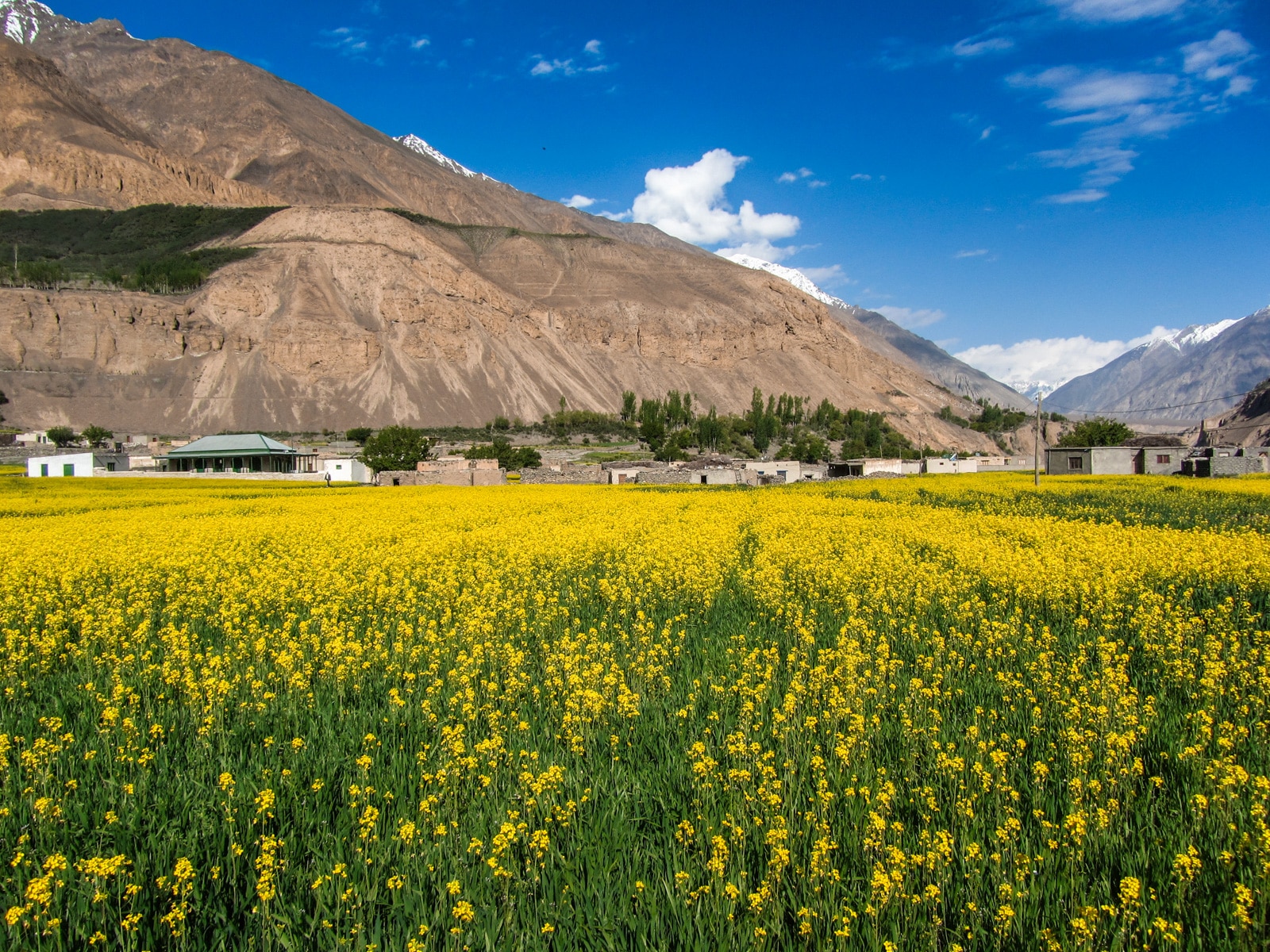 Summer fields in Shimshal, Pakistan