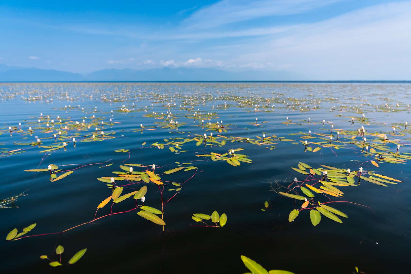 Water plants in North Lake Baikal, Siberia, Russia