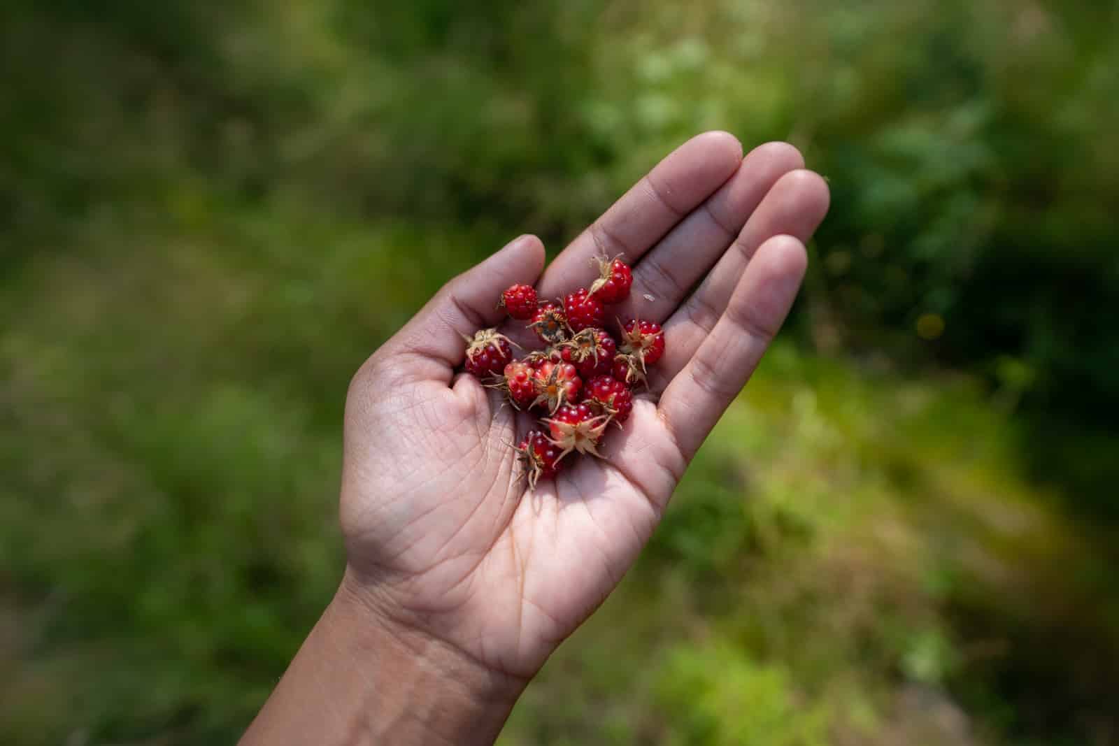 Handful of wild raspberries from a forest in Siberia, Russia