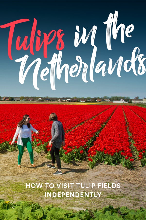 Want to see tulips in the Netherlands independently or on a budget? This guide to tulip season in the Netherlands has all the information you need to visit tulip fields from Amsterdam without having to pay to go into busy Keukenhof. Click through to learn how you can avoid crowds and see tulips this spring! #Tulips #Amsterdam #Netherlands