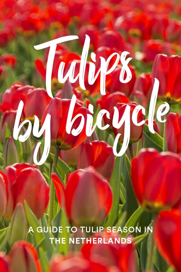 Want to see tulips in the Netherlands independently or on a budget? This guide to tulip season in the Netherlands has all the information you need to visit tulip fields from Amsterdam without having to pay to go into busy Keukenhof. Click through to learn how you can avoid crowds and see tulips this spring! #Tulips #Amsterdam #Netherlands