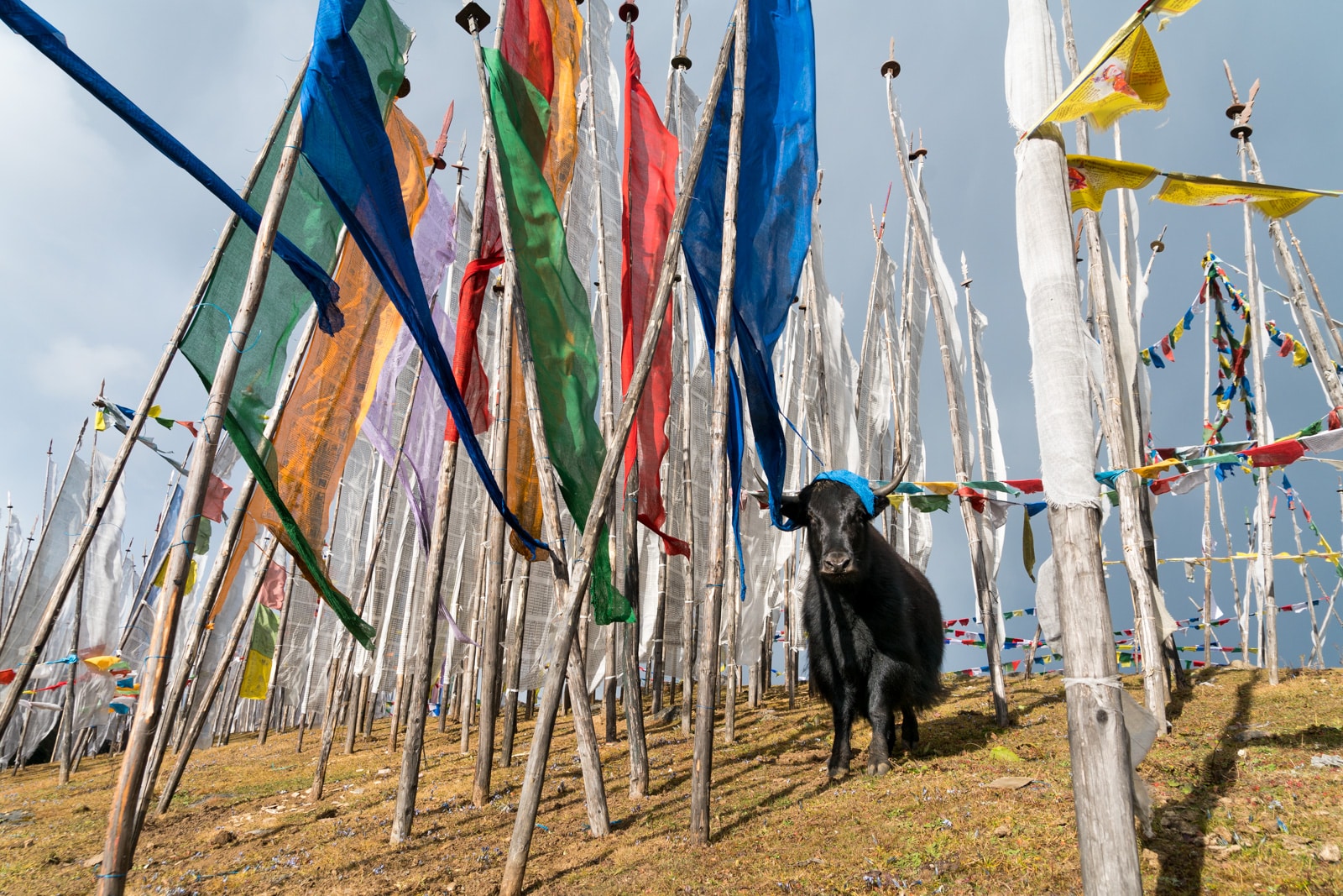 A yak standing between prayer flags