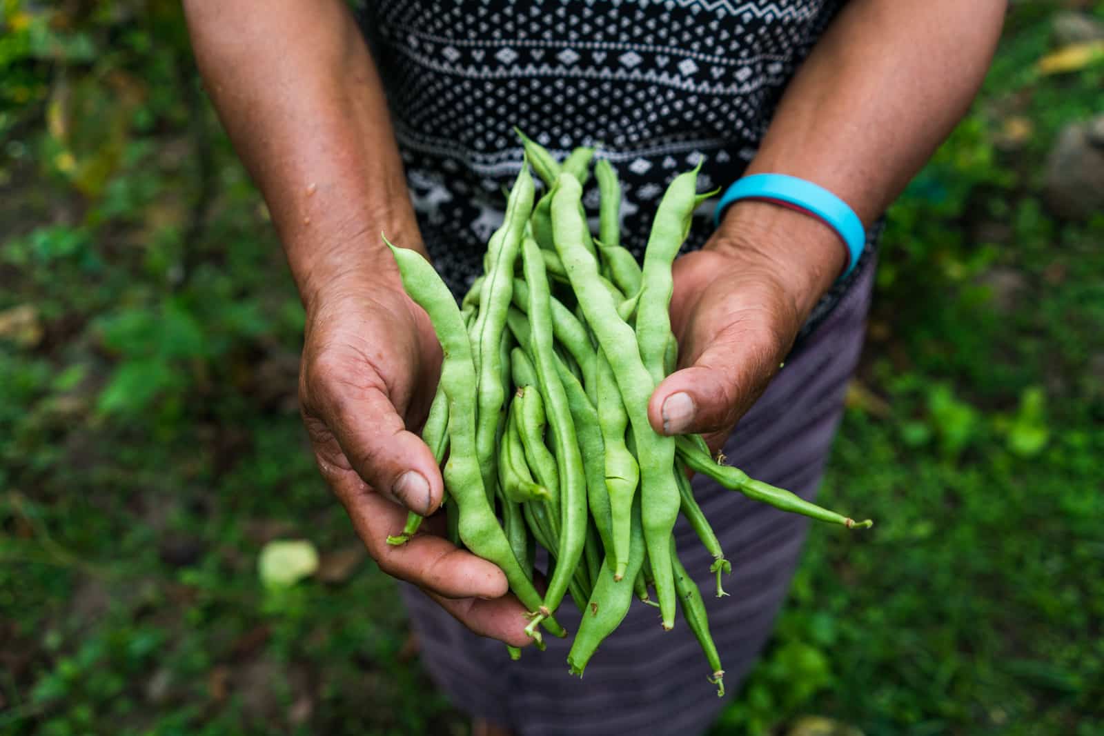 Freshly picked homegrown beans in Birtii