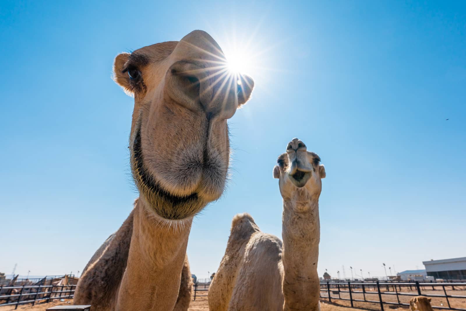 Camels at a market near Riyadh, Saudi Arabia