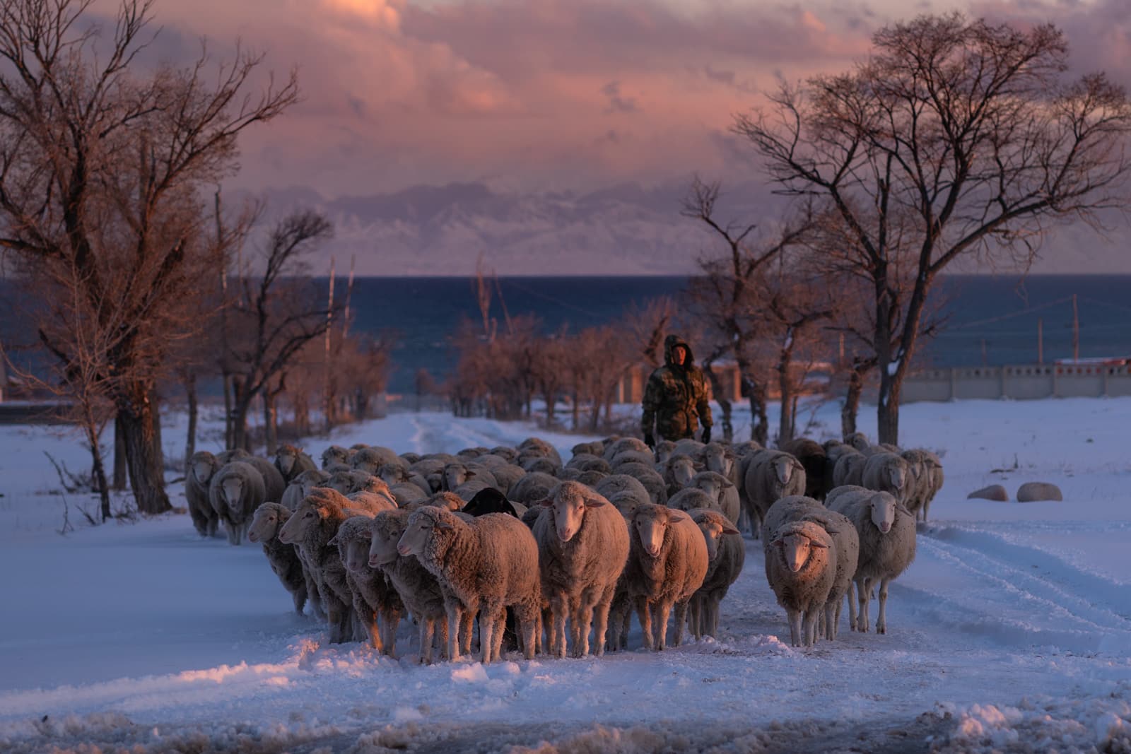 Man herding sheep at sunset in Kyrgyzstan