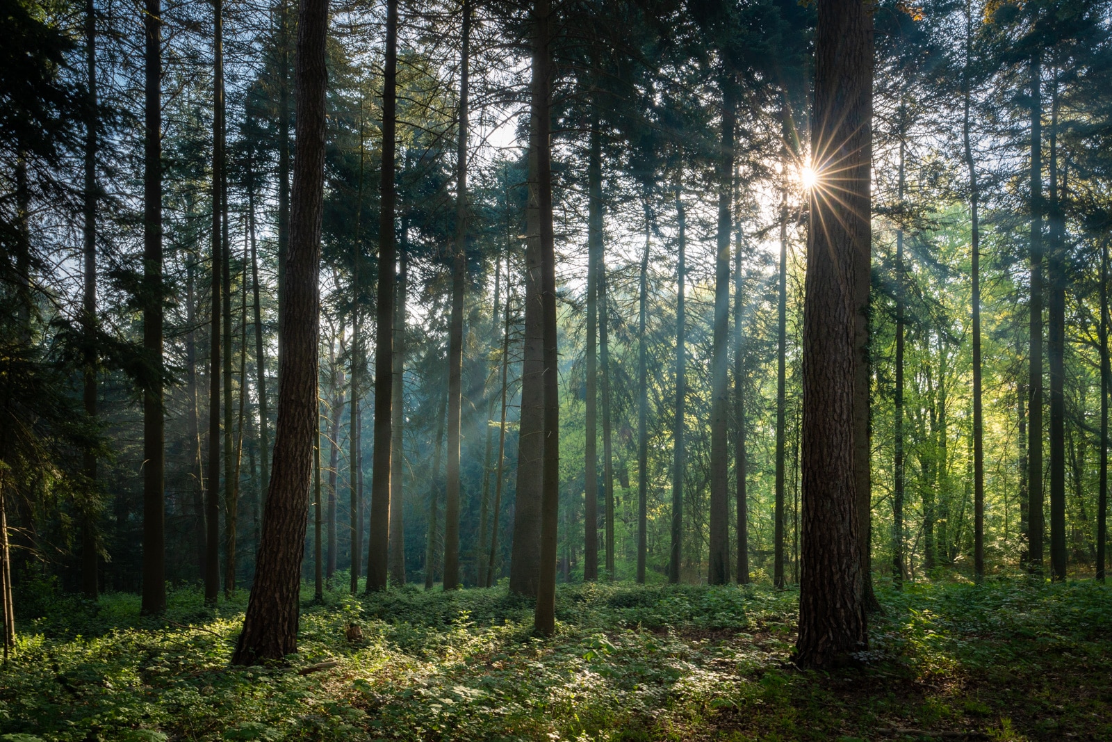 Rays of light through the trees in Tervuren Park, Belgium