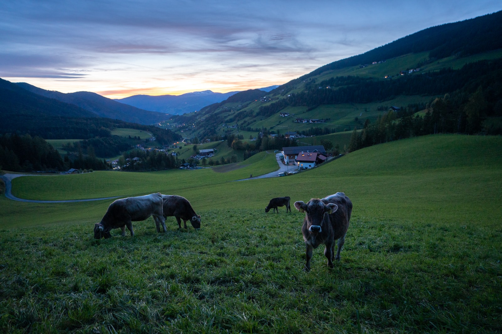 Free range cows grazing in the South Tyrol region of Italy