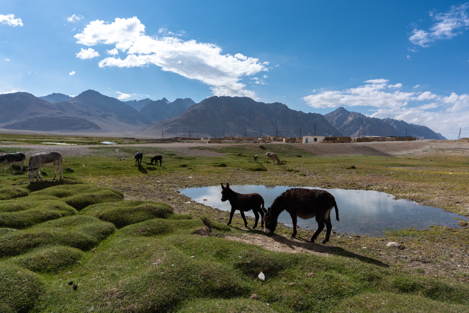 Donkeys in Shaimak