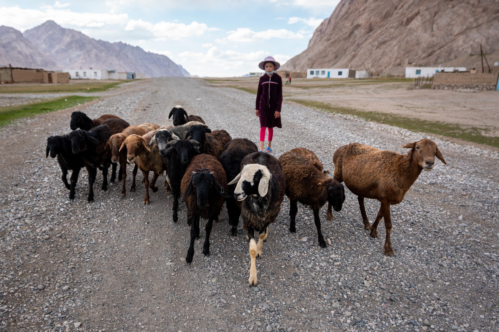 Sheep herding with homestay host in Shaimak, Tajikistan