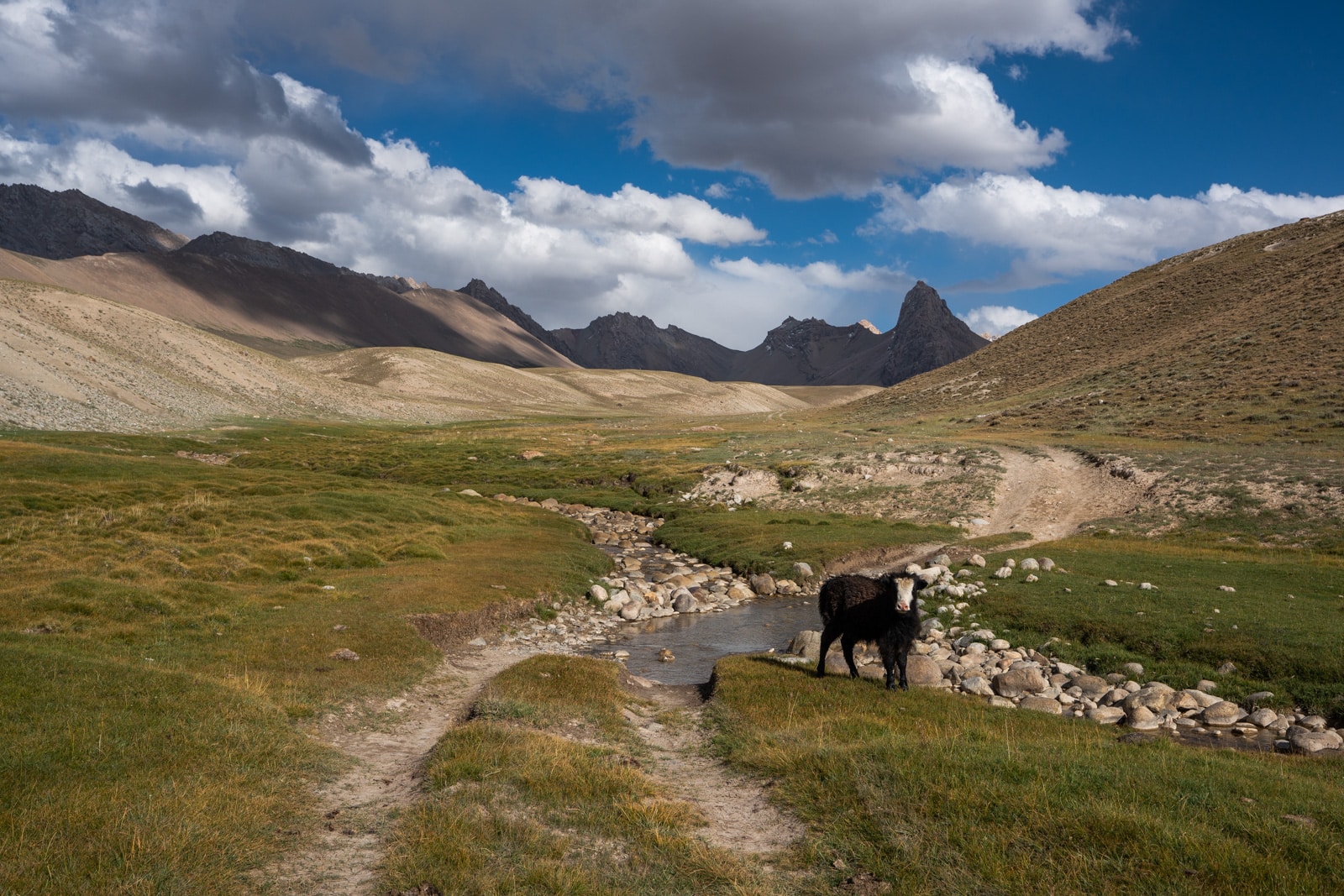 Baby yak in the Pamir Mountains of Eastern Tajikistan