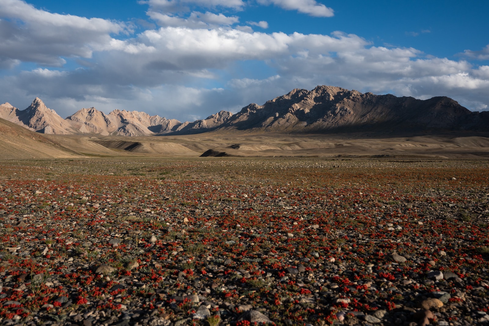 Chekende berries in the Pamir Mountains of Tajikistan