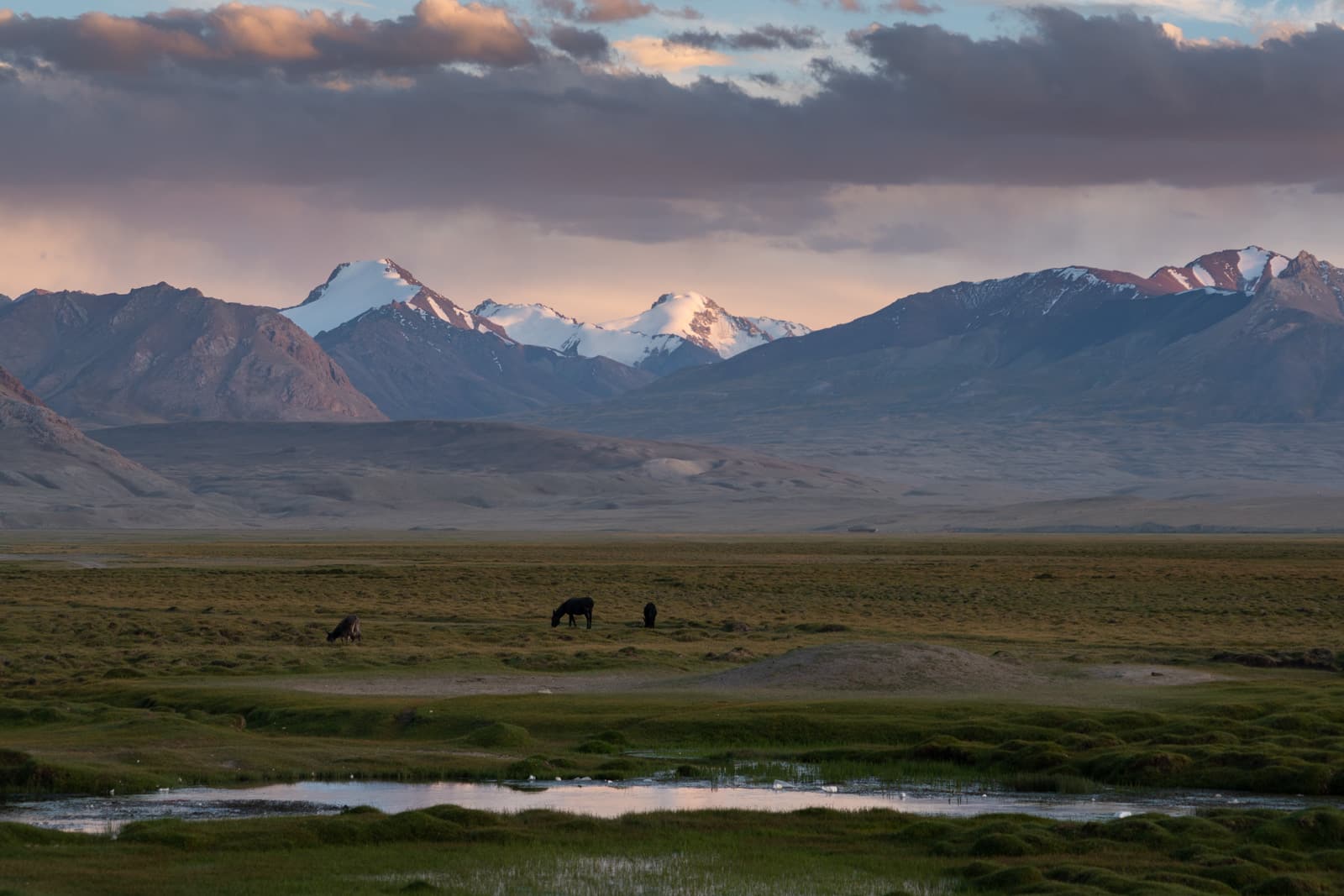 Horses grazing during sunset over Shaimak