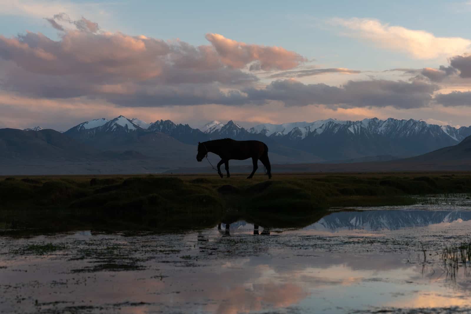 Horse in Shaimak at sunset