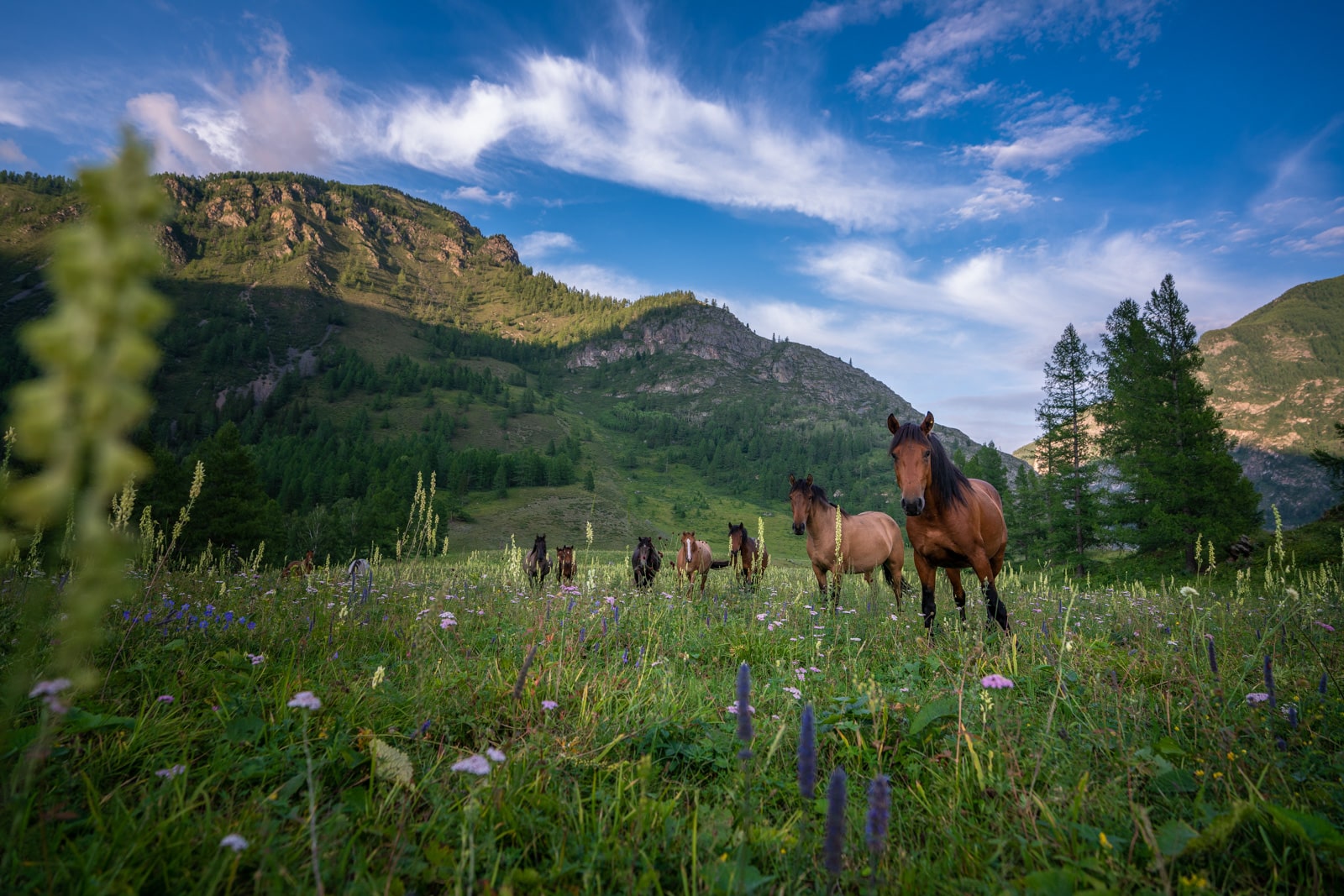 Horses in Altai Republic, Russia