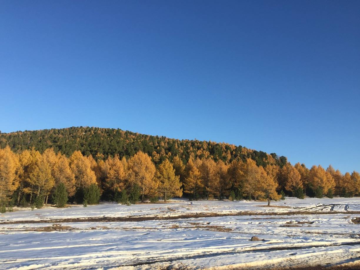 Fall colors in Mongolia