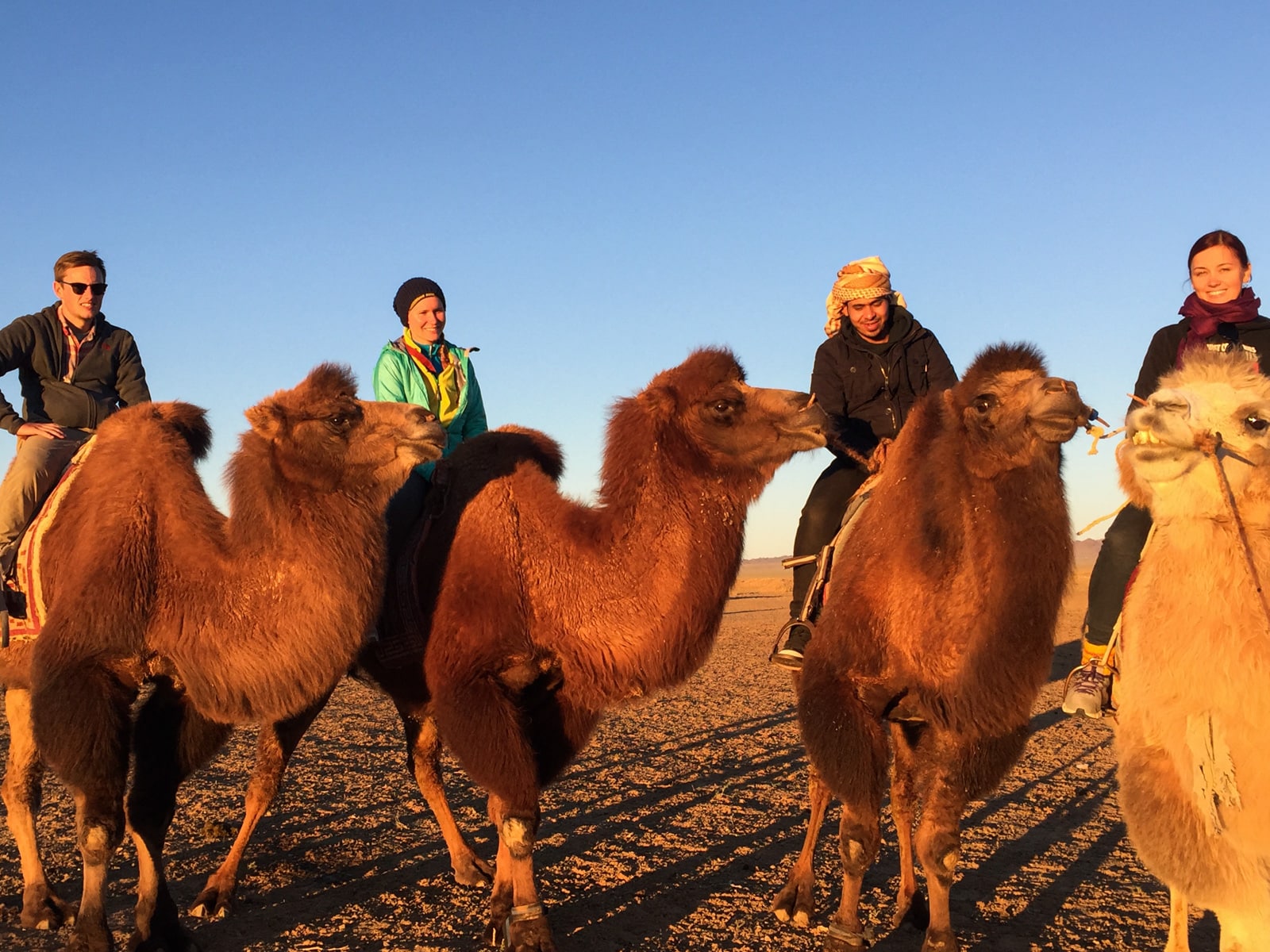 Travelers on bactrian camels in the Gobi Desert, Mongolia