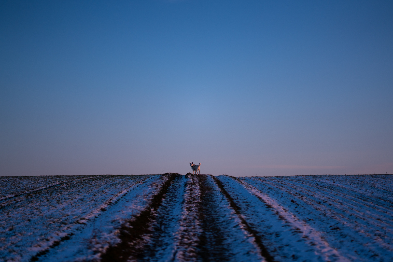 Dog walking in snowy fields around Leefdaal, Belgium