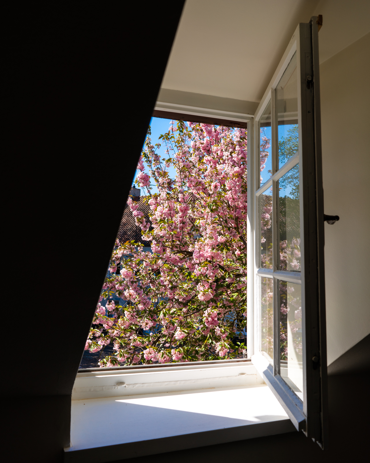 Cherry blossoms through the window in Leefdaal, Belgium