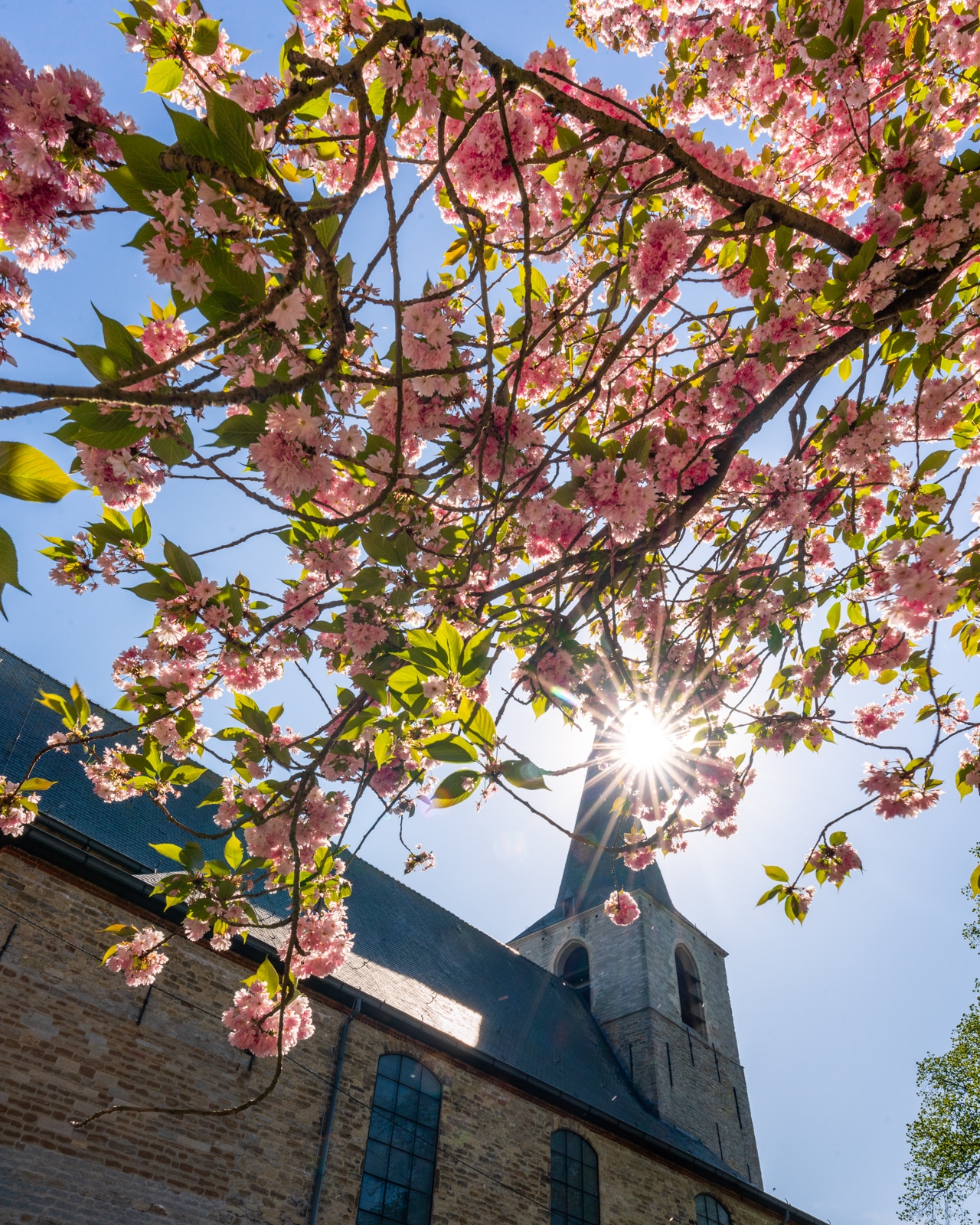 St. Lambertus Church in spring through a blossoming cherry tree