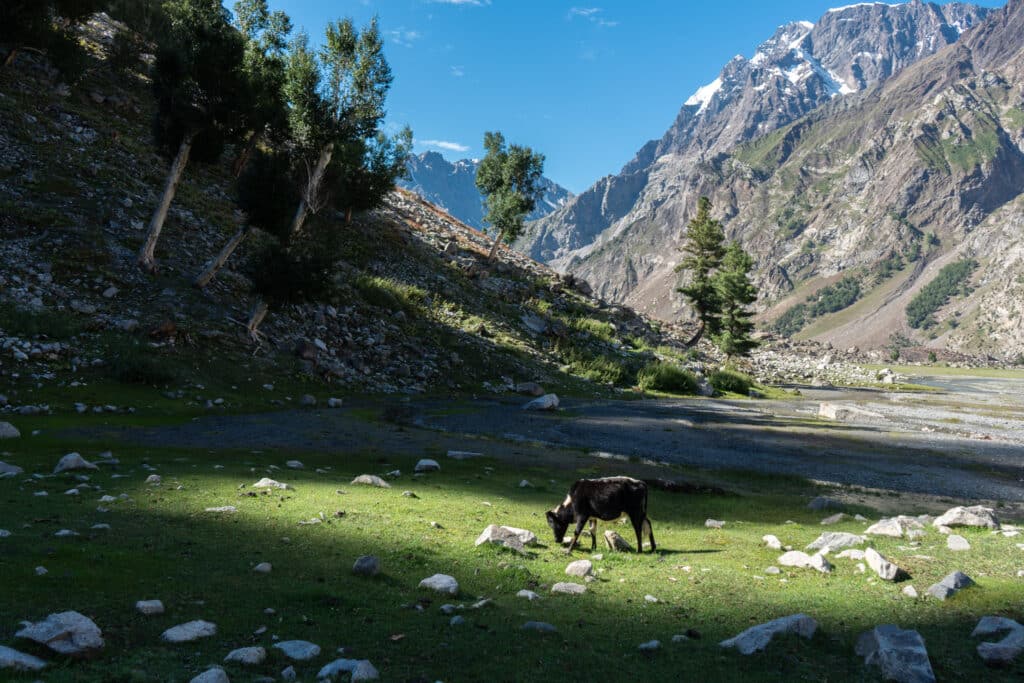 Meadows on the Naltar side of the pass